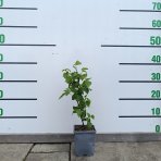 Černica nepichľavá (Rubus fruticosus) ´LOWBERRY LITTLE BLACK PRINCE´® - výška 30-40 cm, kont. C1L - NÍZKO RASTÚCA ODRODA